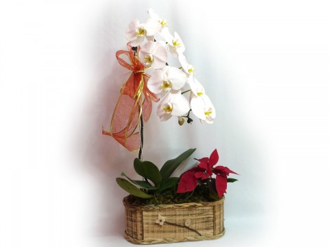 Orquidea Cascata Branca